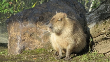 Kumamoto Zoo and Botanical Gardens, Kebun Binatang di Jepang yang Terjangkau Untuk Keluarga (1)