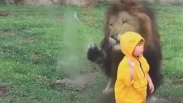 Ngeri! Singa di Jepang Hampir Menerkam Anak Berumur 2 Tahun!