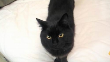 Sugoi! Kucing Ini Bisa Membalas Salam Dalam Bahasa Jepang! (1)