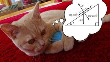 Wah! Kucing Ternyata Pahami Ilmu Fisika!
