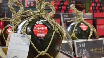 Wow! Semangka Hitam Jepang Ini Dilelang Seharga 500.000 Yen!2