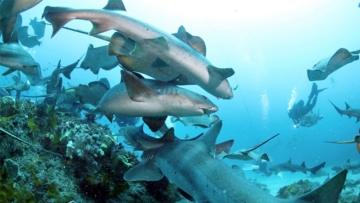 Wow! Serunya Berenang Bersama Hiu di Laut Chiba!