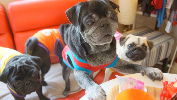 kafe anjing pesek jepang4