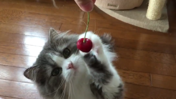 kucing cherry jepang
