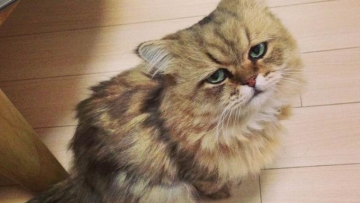 Foo Chan, Kucing Jepang Dengan Ekspresi Wajah Seperti Sedang Kecewa