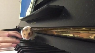 Hamster Jepang Kabur Dari Kandang Demi Bermain Piano Dengan Pemiliknya