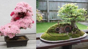 Inilah Aneka Pohon Bonsai Yang Mengagumkan Dari Jepang Inilah Aneka Pohon Bonsai Yang Mengagumkan Dari Jepang