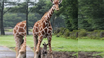 Jerapah di Jepang Lindungi Anak Zebra Dari Guyuran Hujan (1)