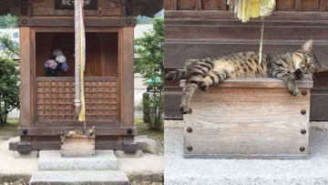 Kawaii! Kucing Jepang Tertidur Mirip Seperti Persembahan di Kuil!
