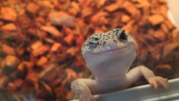 Kawaii! Tokek Jepang Ini Narsis dan Sadar Kamera! (1)