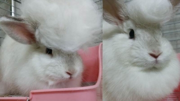 Kelinci Jepang Ini Tampil Gaya Dengan Tatanan Rambut Yang Unik