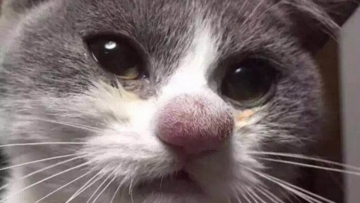 Kucing Jepang Hidungnya Tersengat Lebah Jadi Viral di Dunia Maya2