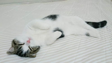 Kucing Jepang Tidur Siang Buat Dunia Internet Jadi Riang