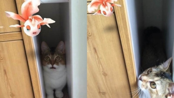 Pengguna Twitter di Jepang Hewan Peliharaan Bisa Melihat Pokemon (1)