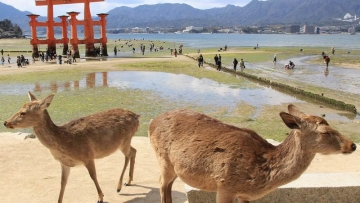Rusa Jepang di Pulau Miyajima Hidup Damai Bersama Manusia (1)