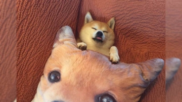 Shiba Inu Tidur Memeluk Bantal Berbentuk Wajah Shiba Inu, Kawaii To The Max! (1)