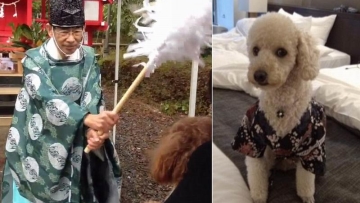 Tempat Spa di Jepang Sediakan Jasa Pengusiran Roh Jahat Pada Anjing Peliharaan