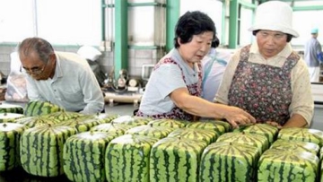 Unik! Semangka Kotak Dari Jepang Mulai Dipasarkan Dengan Harga Fantastis!