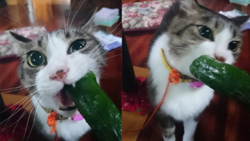 Wow Kucing Jepang ini Gemar Makan Sayuran