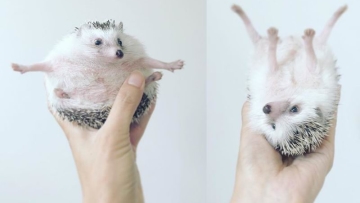 Azuki, Landak Jepang yang Narsis dan Pandai Berpose