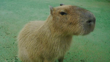 Capybara di Jepang Ikut Serta Dalam Ajang Olimpiade (2)