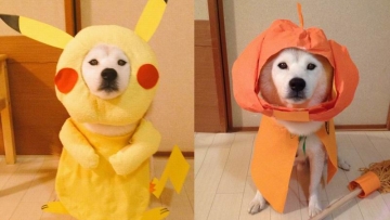 Duo Shiba Inu Ber-cosplay Menghibur Penggemar Mereka