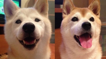 Ekspresi Shiba Inu Saat Edamame Kesukaannya Dimakan Orang (1)