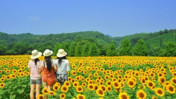 Festival Bunga Matahari di Hiroshima Tampilkan Jutaan Bunga yang Mekar (1)