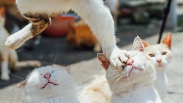 Foto Kucing-kucing Jepang Ini Buat Jagat Maya Tertawa (1)