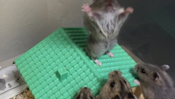 Hamster Jepang Ini Jadi Pemimpin Spiritual Kaumnya Hamster Jepang Ini Jadi Pemimpin Spiritual Kaumnya