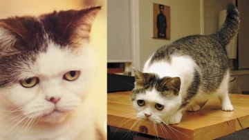 Inilah Mako, Kucing Jepang Berwajah Seperti Sedang Merasa Sedih