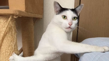 Kucing Jepang Berpose Aneh Jadi Bahan Candaan di Internet