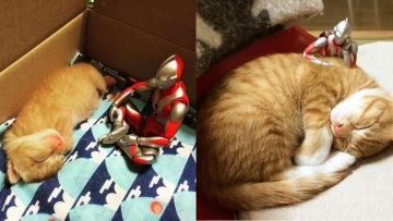 Kucing Jepang ini Tumbuh Dewasa Bersama Ultraman