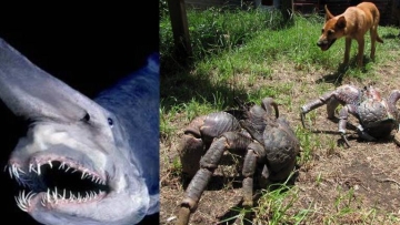 Ngeri! Inilah 5 Hewan Jepang yang Menyeramkan!