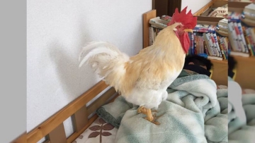 Piyo-chan, Ayam Peliharaan dari Jepang yang Bangunkan Pemiliknya di Pagi Hari