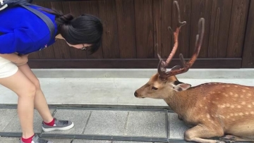 Rusa Jepang Akan Membungkuk Sebagai Pertanda Rasa Hormat