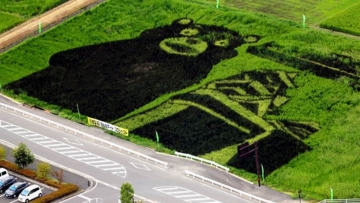 Seni Melukis Sawah di Jepang Tampilkan Maskot Kumamon
