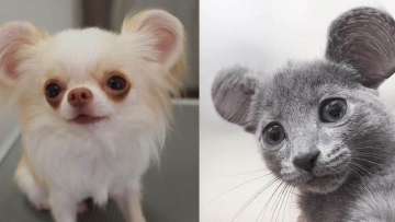 Tren Baru Mengubah Hewan Peliharaan di Jepang Menjadi Tikus