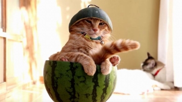 chatora-kucing-jepang-yang-habiskan-waktu-di-musim-panas-dalam-semangka chatora-kucing-jepang-yang-habiskan-waktu-di-musim-panas-dalam-semangka