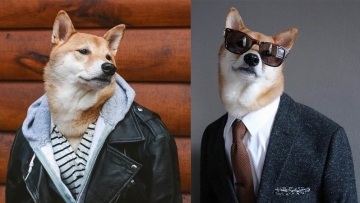 gantengnya-si-bodhi-shiba-inu-yang-populer-di-dunia-maya