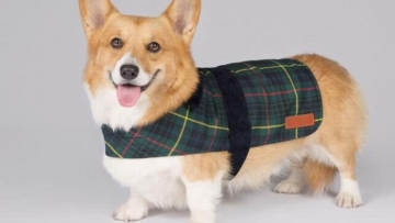 hasil-penelitian-hewan-peliharaan-di-jepang-hidup-lebih-lama-dari-sebelumnya