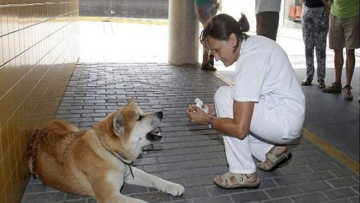 kisah-kesetiaan-hachiko-kembali-terulang-1