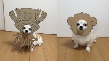 kawaii-anjing-dari-jepang-ini-didandani-jadi-lucu-dengan-kostum-dari-kardus