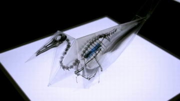 sugoi-seniman-jepang-buat-origami-anatomi-tulang-hewan-gunakan-x-ray-2