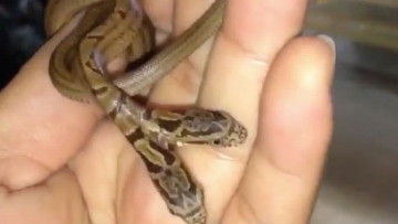 wah-ada-ular-berkepala-dua-ditemukan-hidup-di-osaka-1