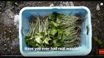 wasabi-yang-biasa-dimakan-ternyata wasabi-yang-biasa-dimakan-ternyata