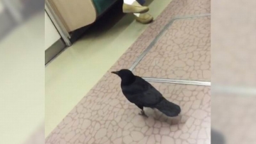 bosan-terbang-burung-gagak-di-jepang-pilih-naik-kereta-karena-lebih-nyaman bosan-terbang-burung-gagak-di-jepang-pilih-naik-kereta-karena-lebih-nyaman