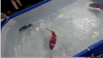 coba-tebak-mana-ikan-yang-bukan-robot