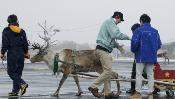 gokil-musim-dingin-ini-rusa-kutub-jadi-pengantar-pizza-di-jepang-5