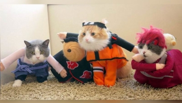 kawaii-kafe-kucing-di-jepang-tampil-kucing-kucing-yang-ber-cosplay-2